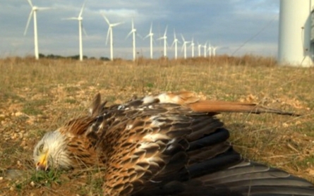 Sad effect of wind turbines on wildlife